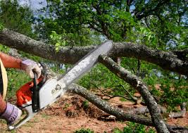 Reliable Menlo Park Terrace, NJ Tree Care Services Solutions